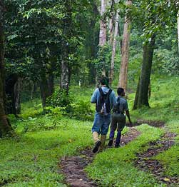 Jungle walk in Periyar National Park