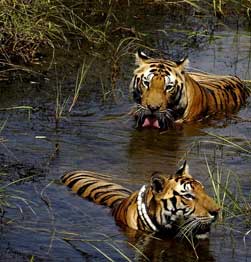 Kanha - Explore the jungles of Mowgli to site the “Sher Khan” Image