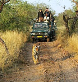 Ranthambhore NP - Beautiful Indian wildlife and (hopefully) some tigers!
