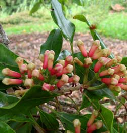 Spice plantation