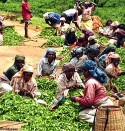 Spice farm tour in Thekkady Image