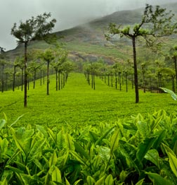 Tea Plantations