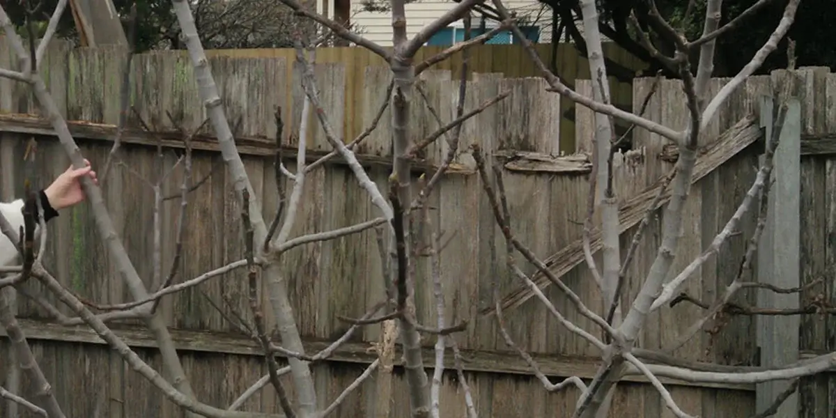 Tree Cutting Img 1200x600 1 (1)