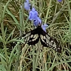 Butterfly Sent 250