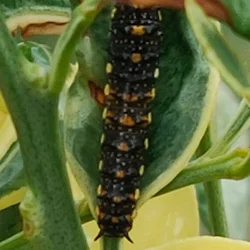 Caterpillar Send 250