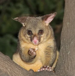 Possum 2 Send 250