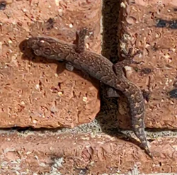 Skink 1 Send 250