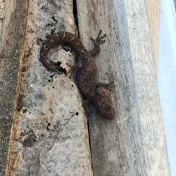 Skink 2 Send 250