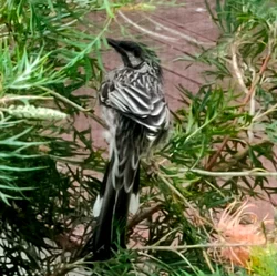 Wattlebird AB 250 C