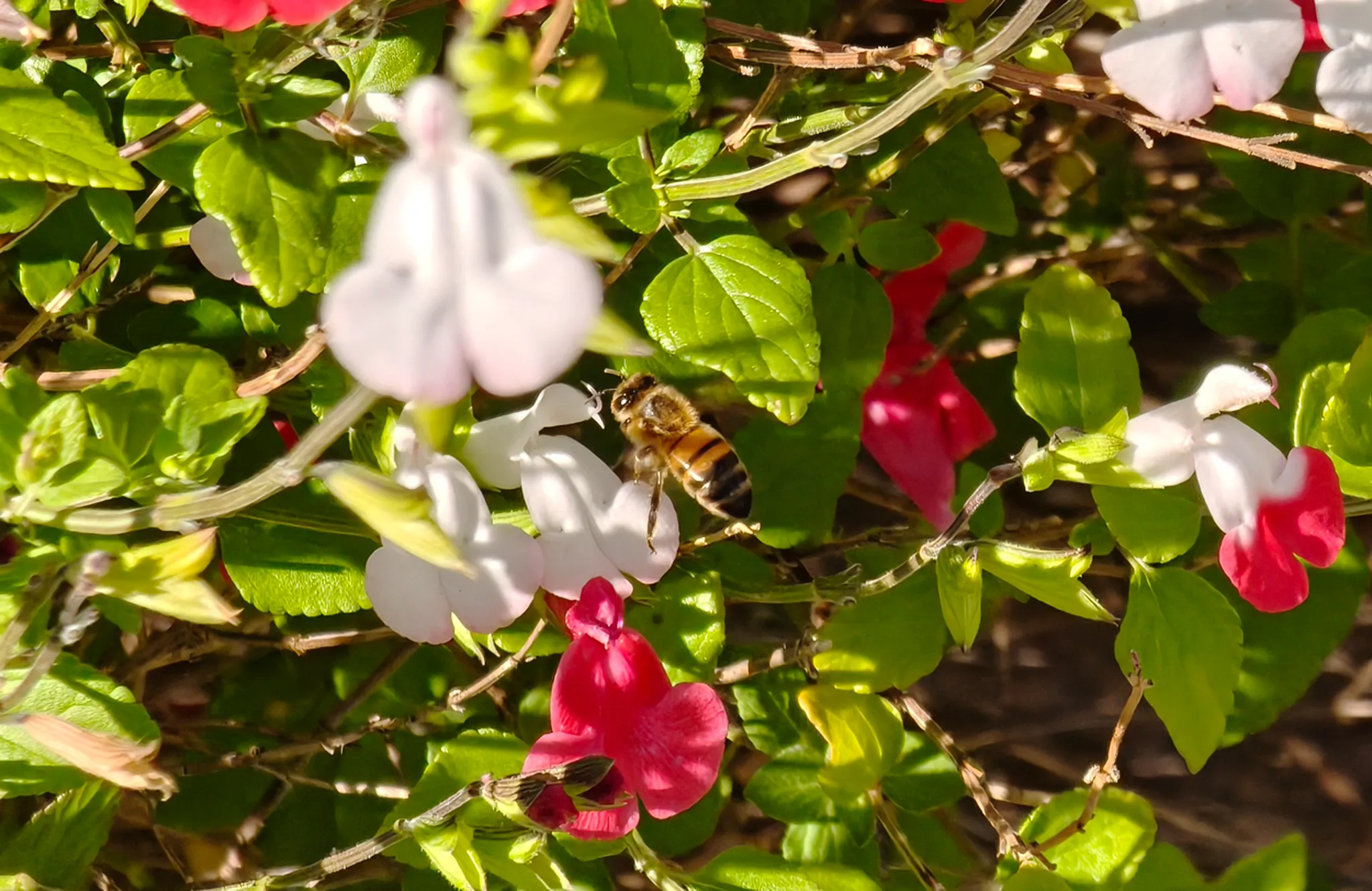 7 Winter Flowering Plants