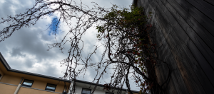 Why Your Lawn & Other Plants Struggles in Winter and How to Fix It