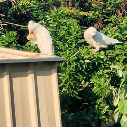 Corellas