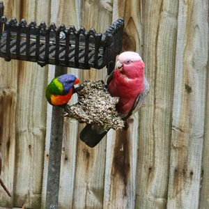Galah Lorikeet