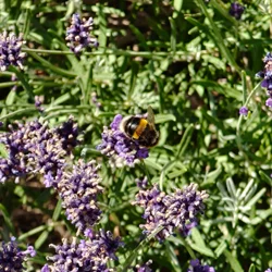 London Bee