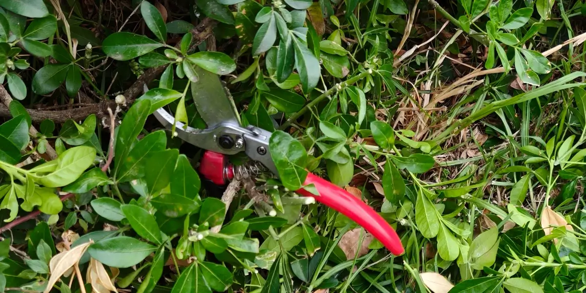 Pruning Blog Img 1 (1)