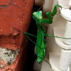 insect