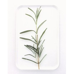 TU005B Tray Rosemary