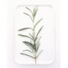 TU005B Tray Rosemary