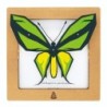 BC00202 SQAR Green Butterfly