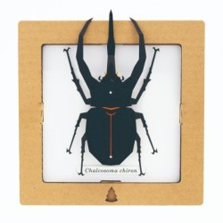 BC00204 SQAR Black Caucasus Beetle