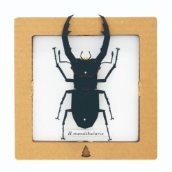 BC00205 SQAR Black Stag Beetle