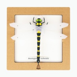 BC00206 SQAR Dragonfly