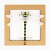 BC00206 SQAR Dragonfly