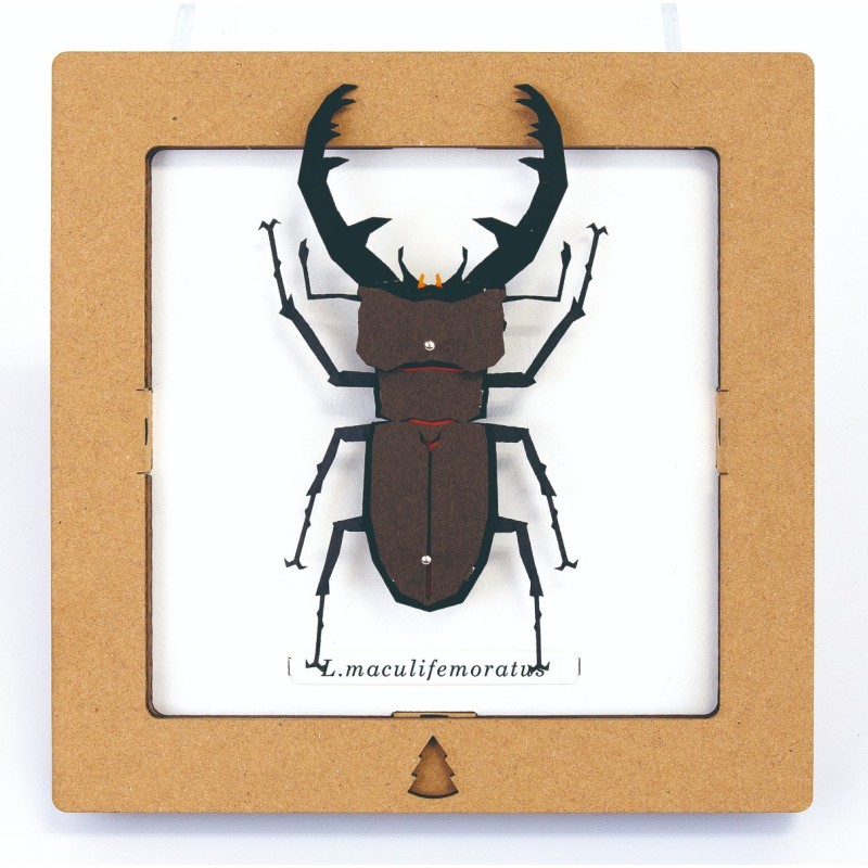 BC00208 SQAR Brown Lucanus Beetle