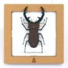 BC00208 SQAR Brown Lucanus Beetle